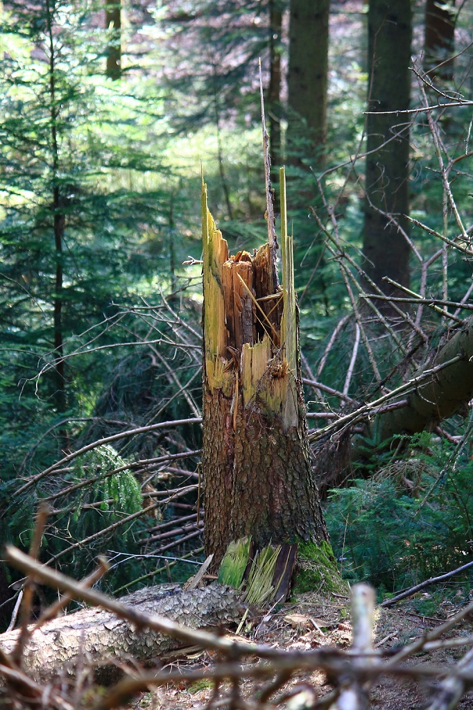 Ein Baumpstumpf in den Wäldern Südwestlich von Harburg